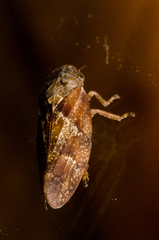 Aphrophora permutata