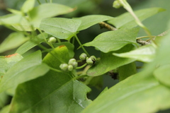 Microbotryum anomalum