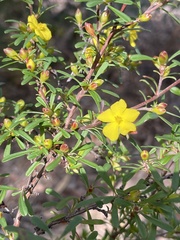 Hibbertia saligna