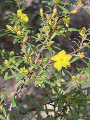 Hibbertia saligna
