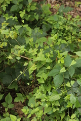 Microbotryum anomalum