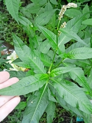 Persicaria lapathifolia