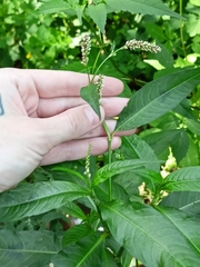 Persicaria lapathifolia