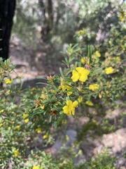 Hibbertia saligna