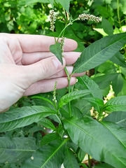 Persicaria lapathifolia