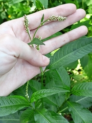 Persicaria lapathifolia
