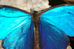 Morpho menelaus amathonte