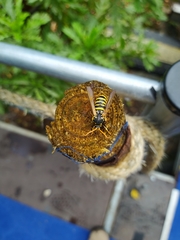 Paranthrene tabaniformis synagriformis