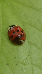 Harmonia axyridis