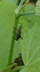 Himacerus apterus