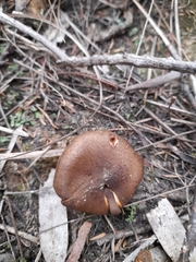 Cortinarius clelandii