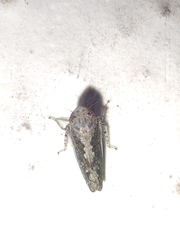 Cicadellidae