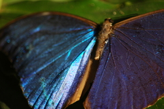 Morpho menelaus amathonte
