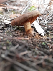 Cortinarius clelandii