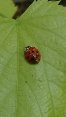 Hesperomyces harmoniae