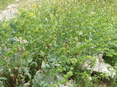 Cerinthe minor auriculata