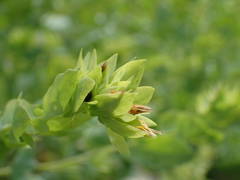 Cerinthe minor auriculata