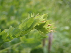 Cerinthe minor auriculata
