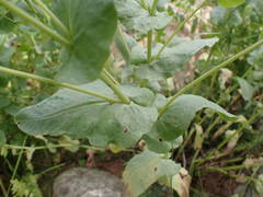 Cerinthe minor auriculata