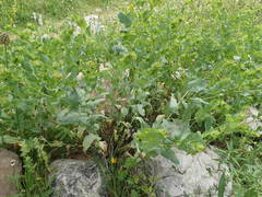Cerinthe minor auriculata