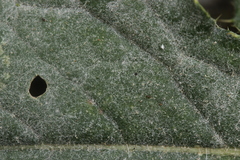 Golovinomyces montagnei