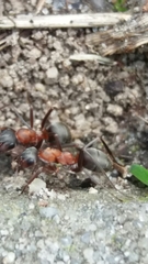 Formica rufibarbis
