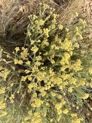 Helichrysum kraussii