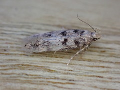 Bryotropha domestica