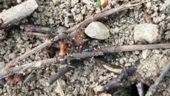 Formica rufibarbis