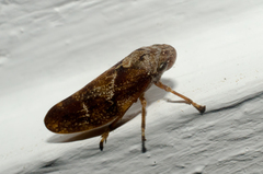 Aphrophora permutata