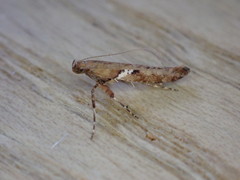 Caloptilia semifascia