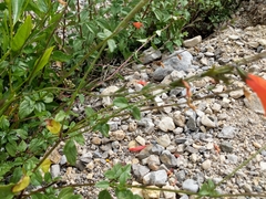 Salvia oppositiflora