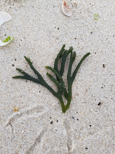 photo of Dead Man's Fingers (Codium fragile)