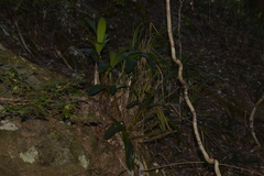 Dendrobium speciosum hillii