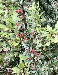 Helichrysum kraussii