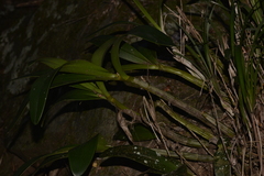 Dendrobium speciosum hillii