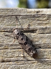 Lepidoscia heliochares