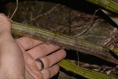 Dendrobium speciosum hillii