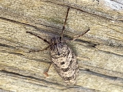 Lepidoscia heliochares