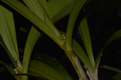 Dendrobium speciosum hillii