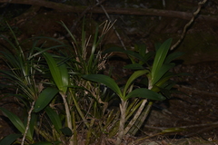 Dendrobium speciosum hillii