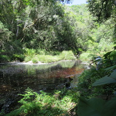 Hypolepis sparsisora