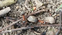 Formica rufibarbis
