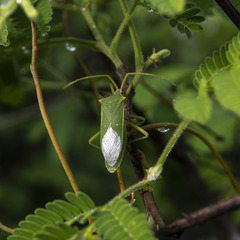 Homoeocerus lacertosus