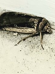 Ochropleura