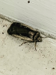 Ochropleura