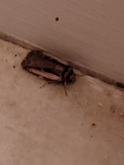 Ochropleura