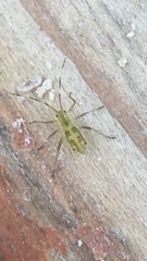 Calaphidina