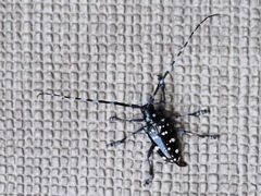 Anoplophora chinensis