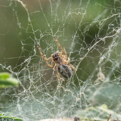 Stegodyphus sarasinorum